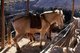 Thailand: Ponies used for transporting goods in the hills of the Golden Triangle, Doi Mae Salong (Santikhiri), Chiang Rai Province